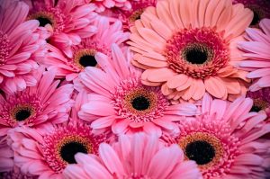 ガーベラアフターブーケ綺麗に残すアフターブーケ